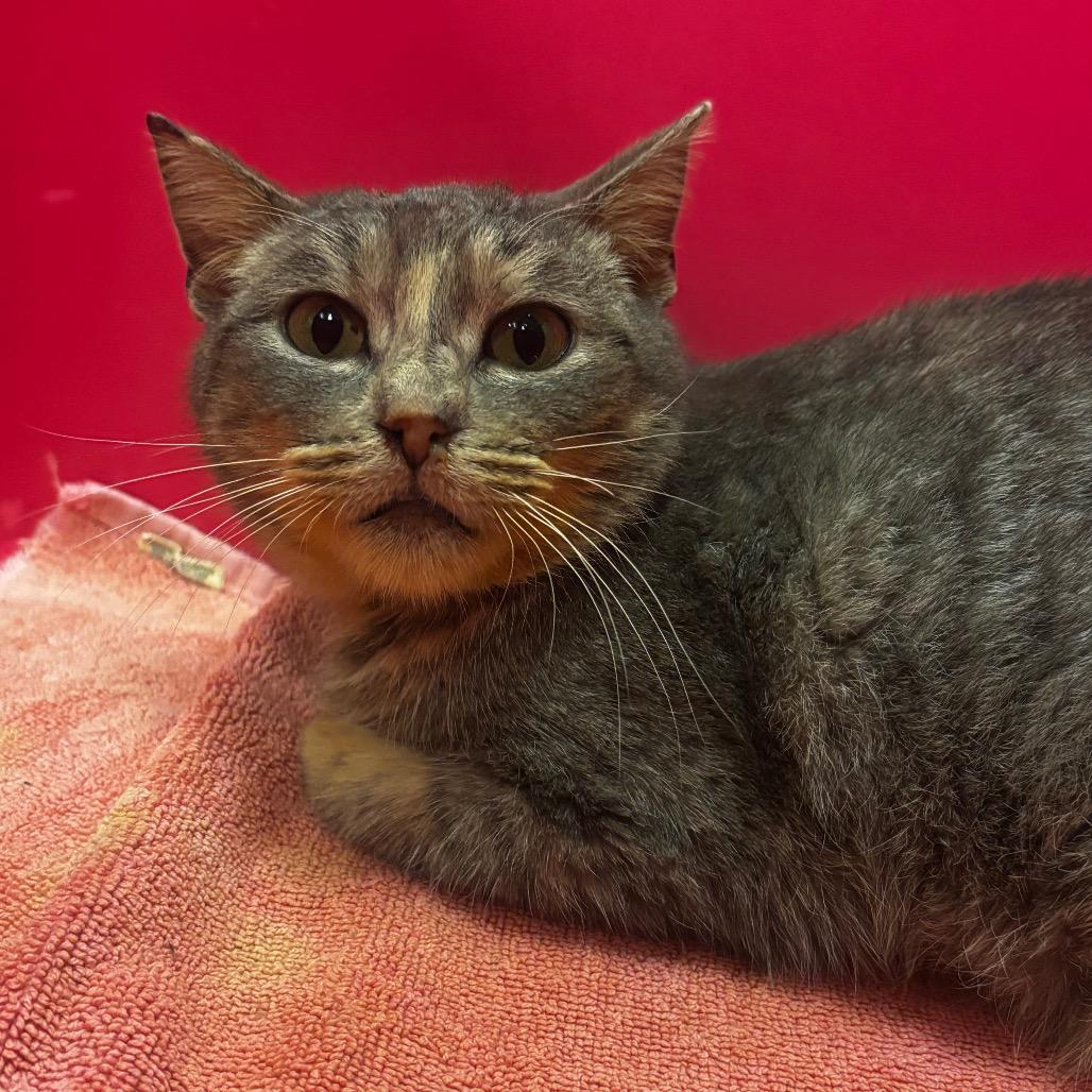 Cheshire- Regal resident, adoption fees waived! — thumbnail 2