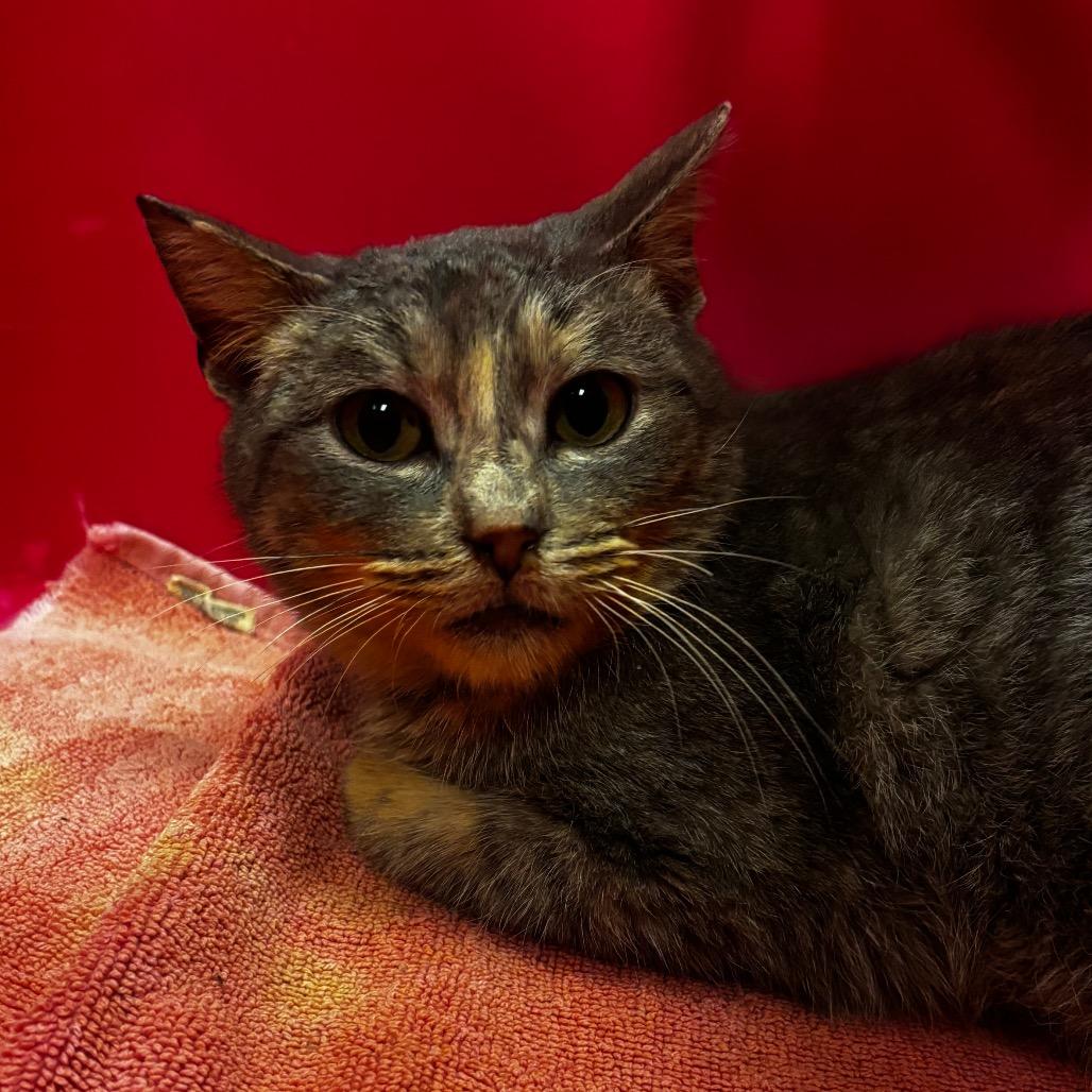 Enlarge Cheshire- Regal resident, adoption fees waived!, a Adoptable Domestic Short Hair in Bristol, IN image 3/4