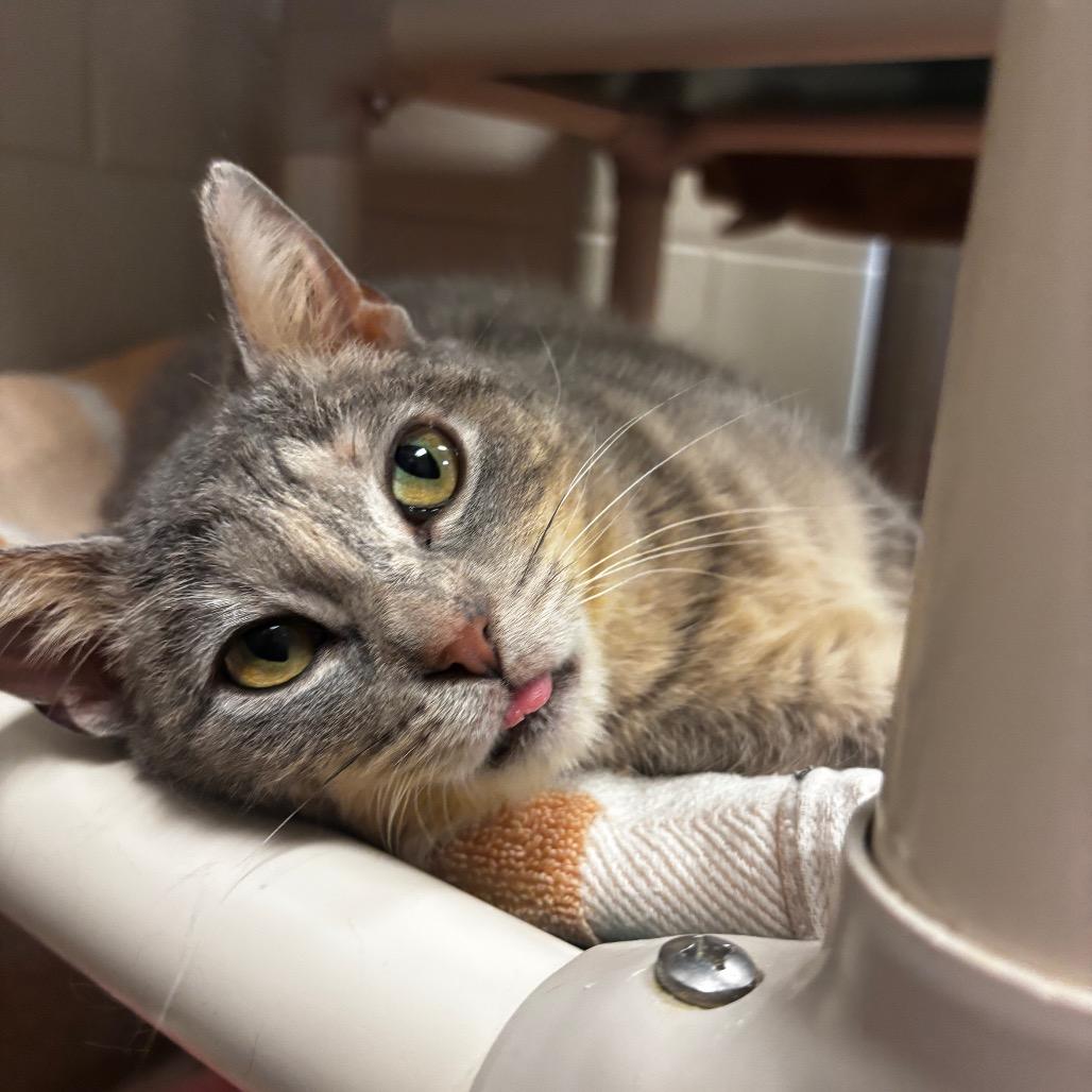 Enlarge Cheshire- Regal resident, adoption fees waived!, a Adoptable Domestic Short Hair in Bristol, IN image 4/6