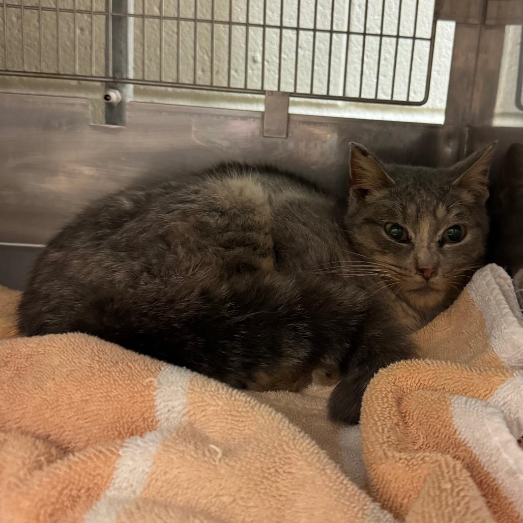 Cheshire- Regal resident, adoption fees waived! — thumbnail 4