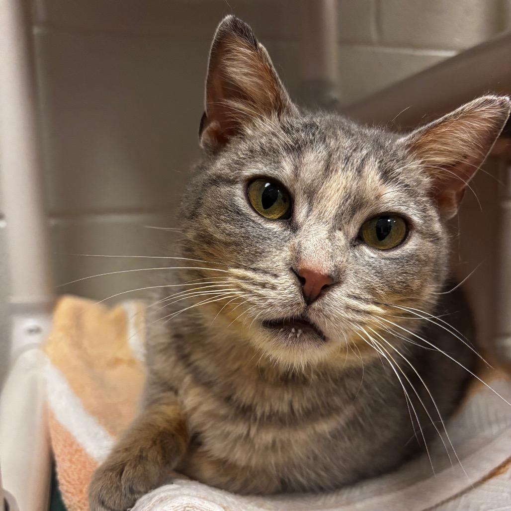 Enlarge Cheshire- Regal resident, adoption fees waived!, a Adoptable Domestic Short Hair in Bristol, IN image 6/6