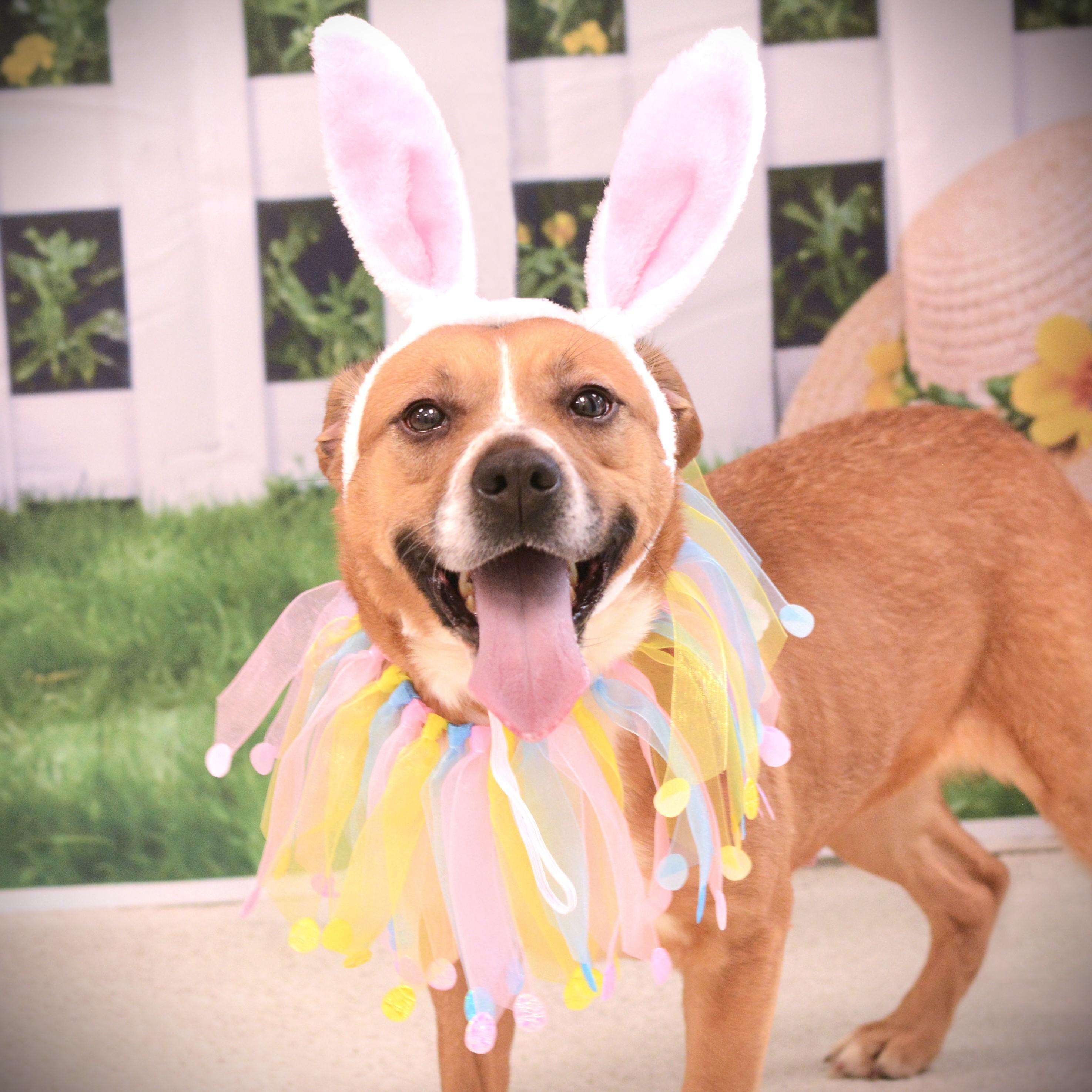 Enlarge Princess, an adoptable mixed breed in Amsterdam, NY image 1/1