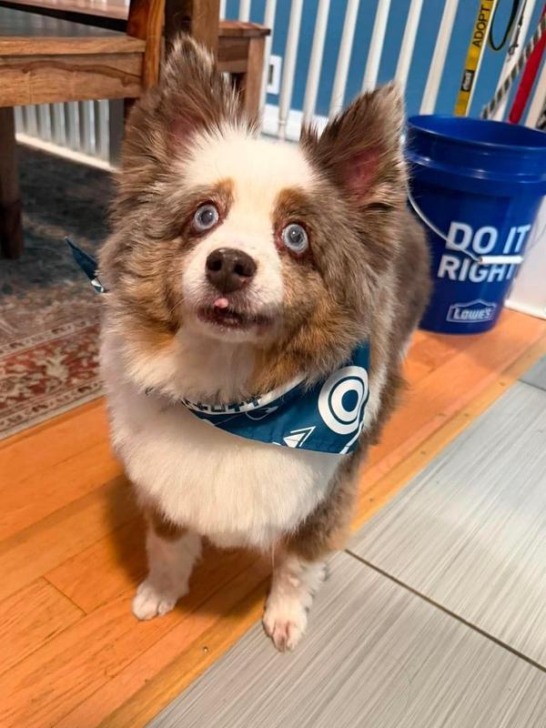 Enlarge 1205 Bandit the senior, a Adoptable Australian Shepherd in Kansas City, MO image 1/5