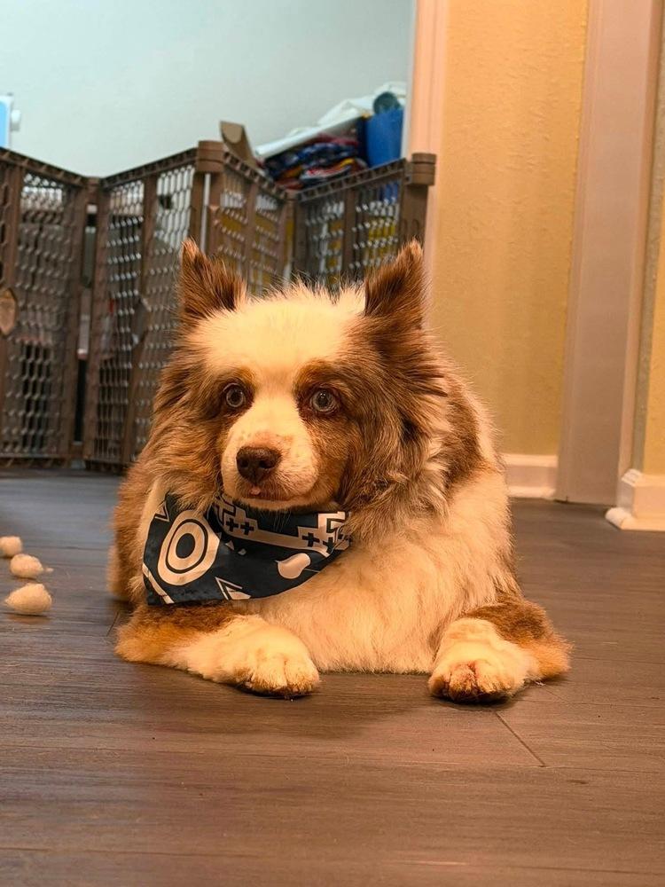 Enlarge 1205 Bandit the senior, a Adoptable Australian Shepherd in Kansas City, MO image 2/5