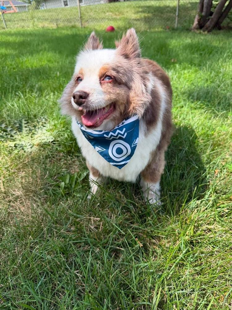 Enlarge 1205 Bandit the senior, a Adoptable Australian Shepherd in Kansas City, MO image 3/5