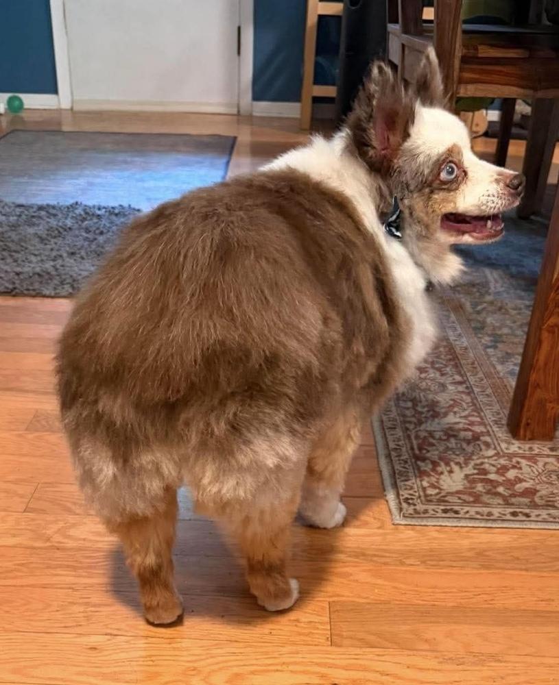 Enlarge 1205 Bandit the senior, a Adoptable Australian Shepherd in Kansas City, MO image 4/5