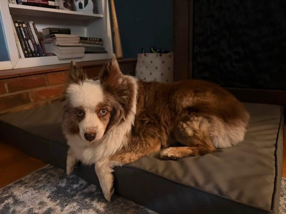 Enlarge 1205 Bandit the senior, a Adoptable Australian Shepherd in Kansas City, MO image 5/5