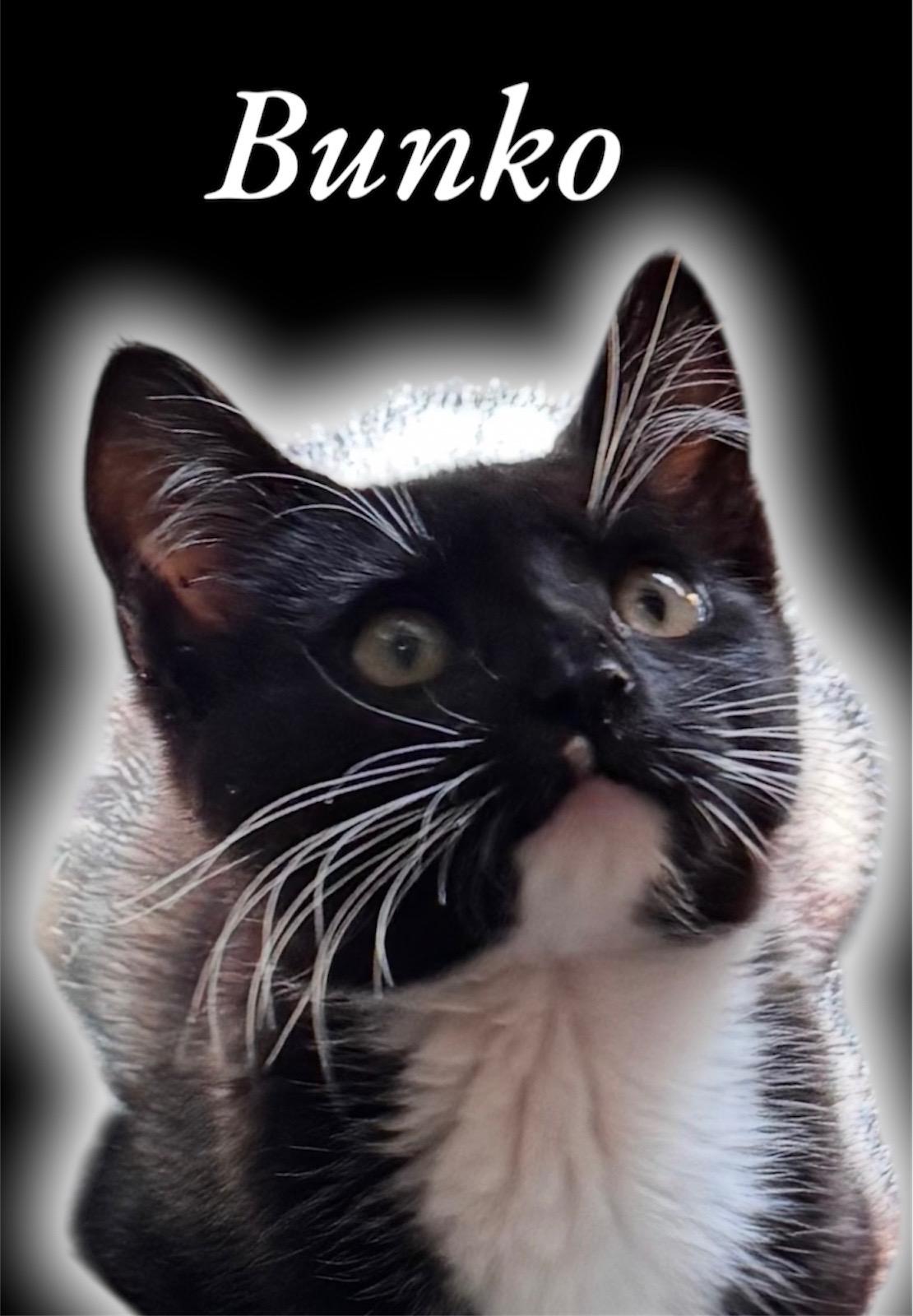 Bunko Domestic Medium Hair Cat