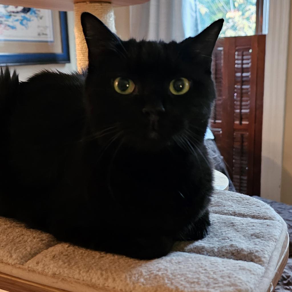 Bali, Adoptable, Adult Female Domestic Short Hair.