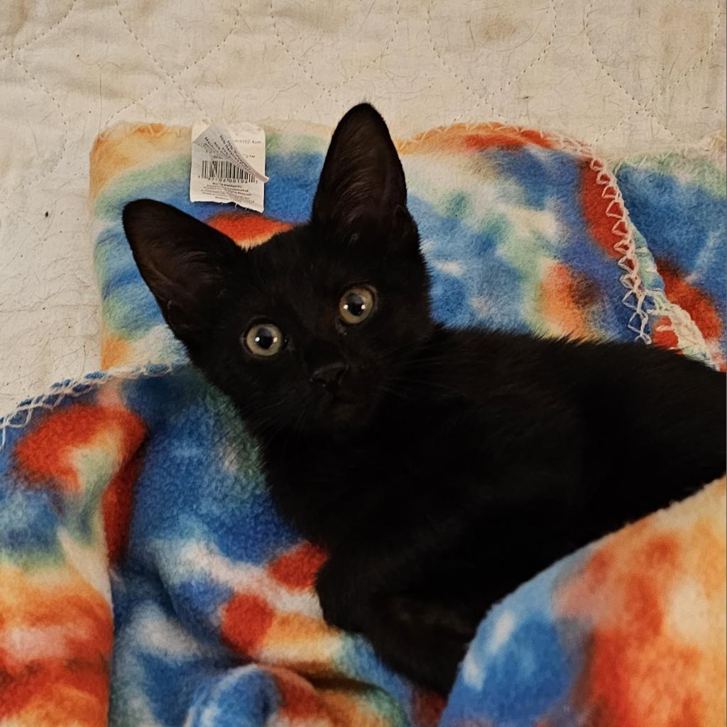 Enlarge Bali, a Adoptable Domestic Short Hair in Reisterstown, MD image 2/2