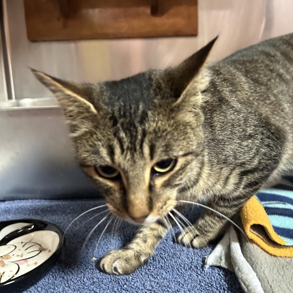 Enlarge Hoot, a Adoptable Domestic Short Hair in Pensacola, FL image 1/1