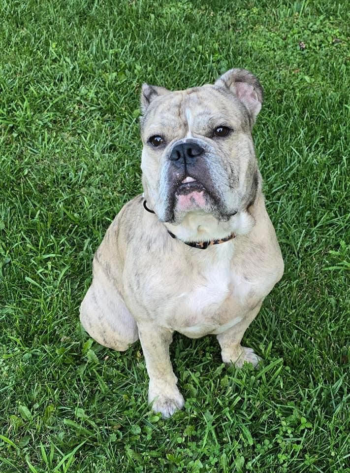 Sir Walter, a Adopted Bulldog in West Chester, OH image 1/6
