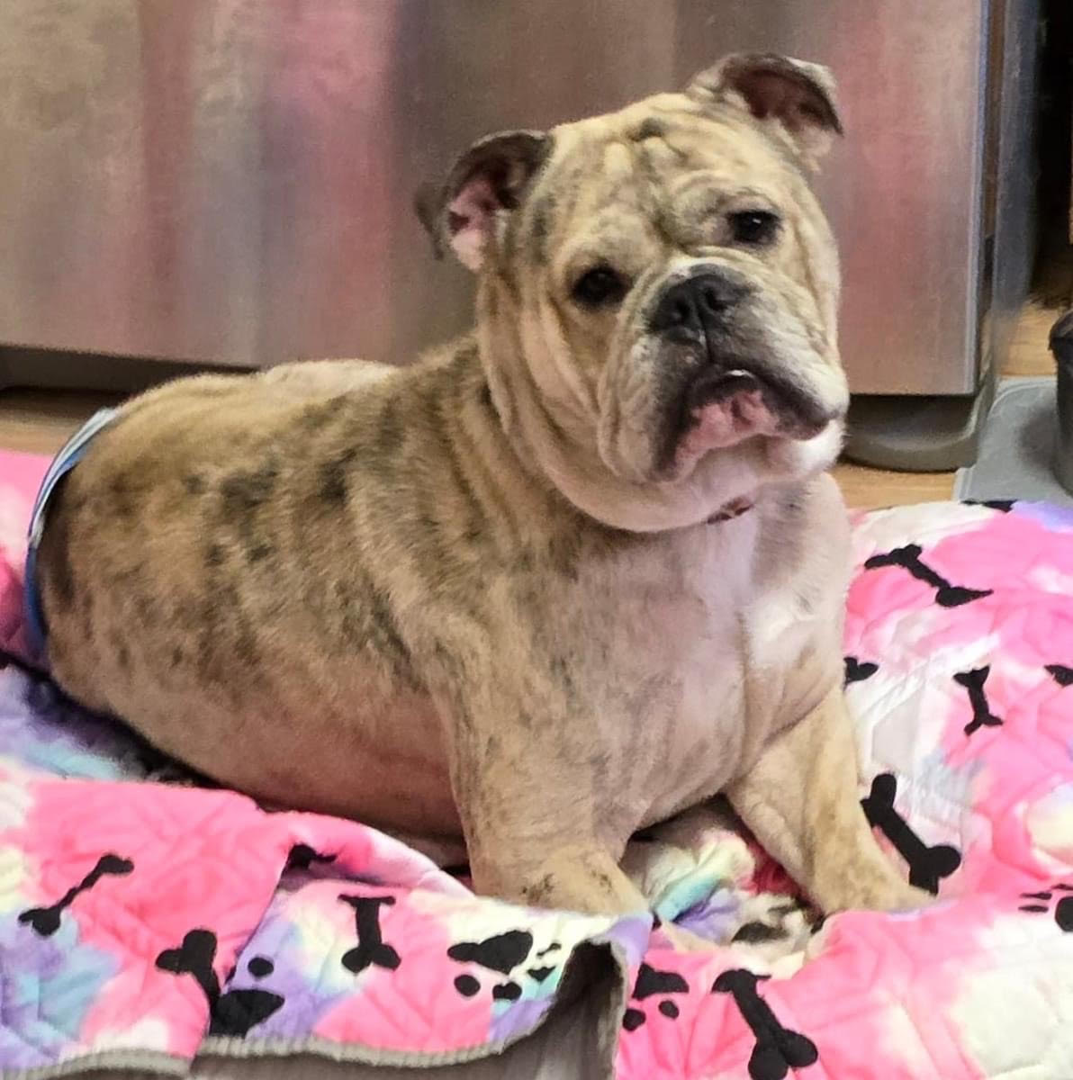 Sir Walter, a Adopted Bulldog in West Chester, OH image 2/6