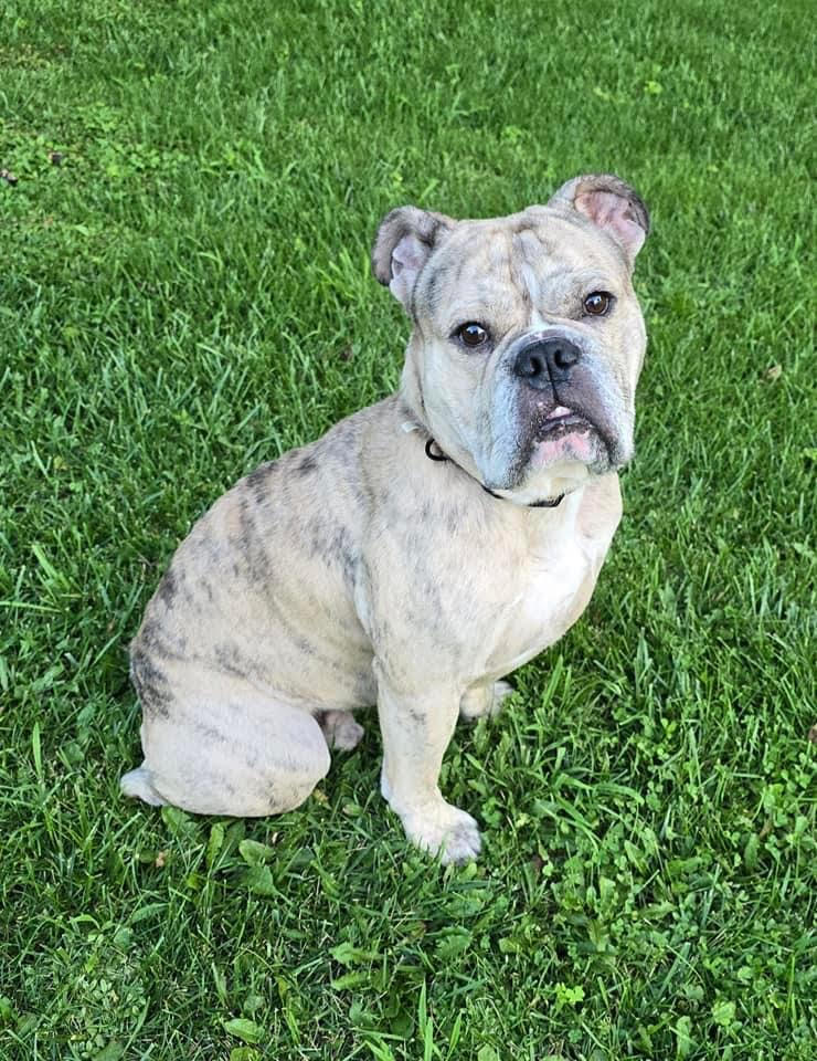 Sir Walter, a Adopted Bulldog in West Chester, OH image 4/6