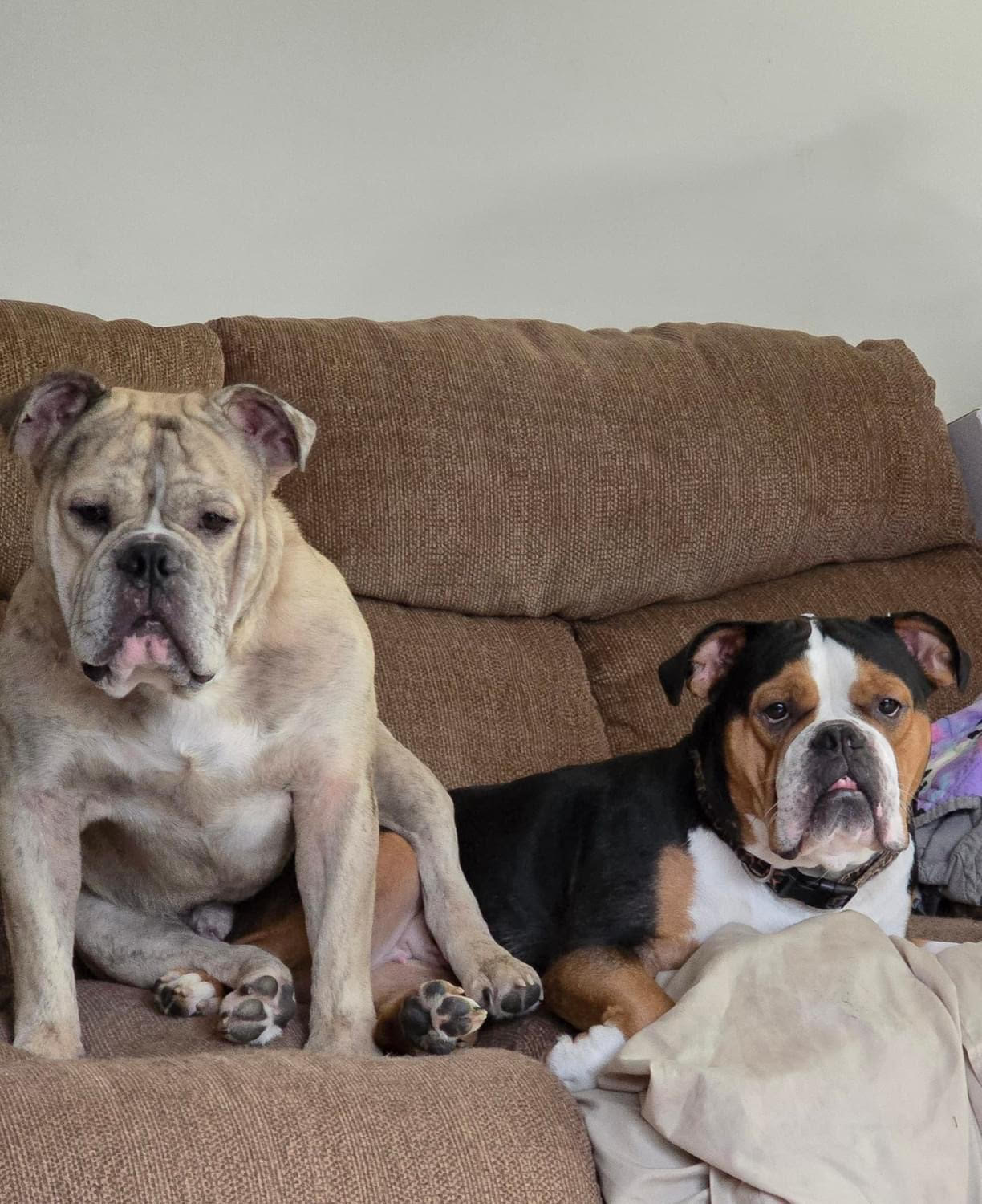 Sir Walter, a Adopted Bulldog in West Chester, OH image 5/6