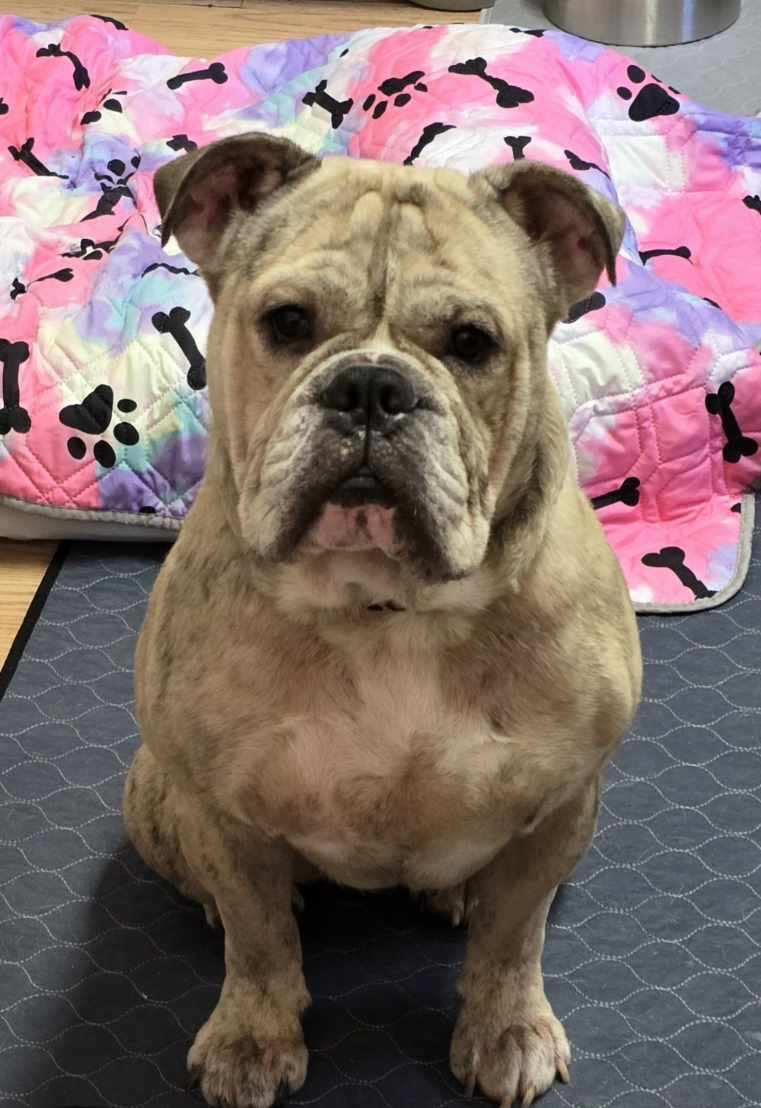 Sir Walter, a Adopted Bulldog in West Chester, OH image 6/6