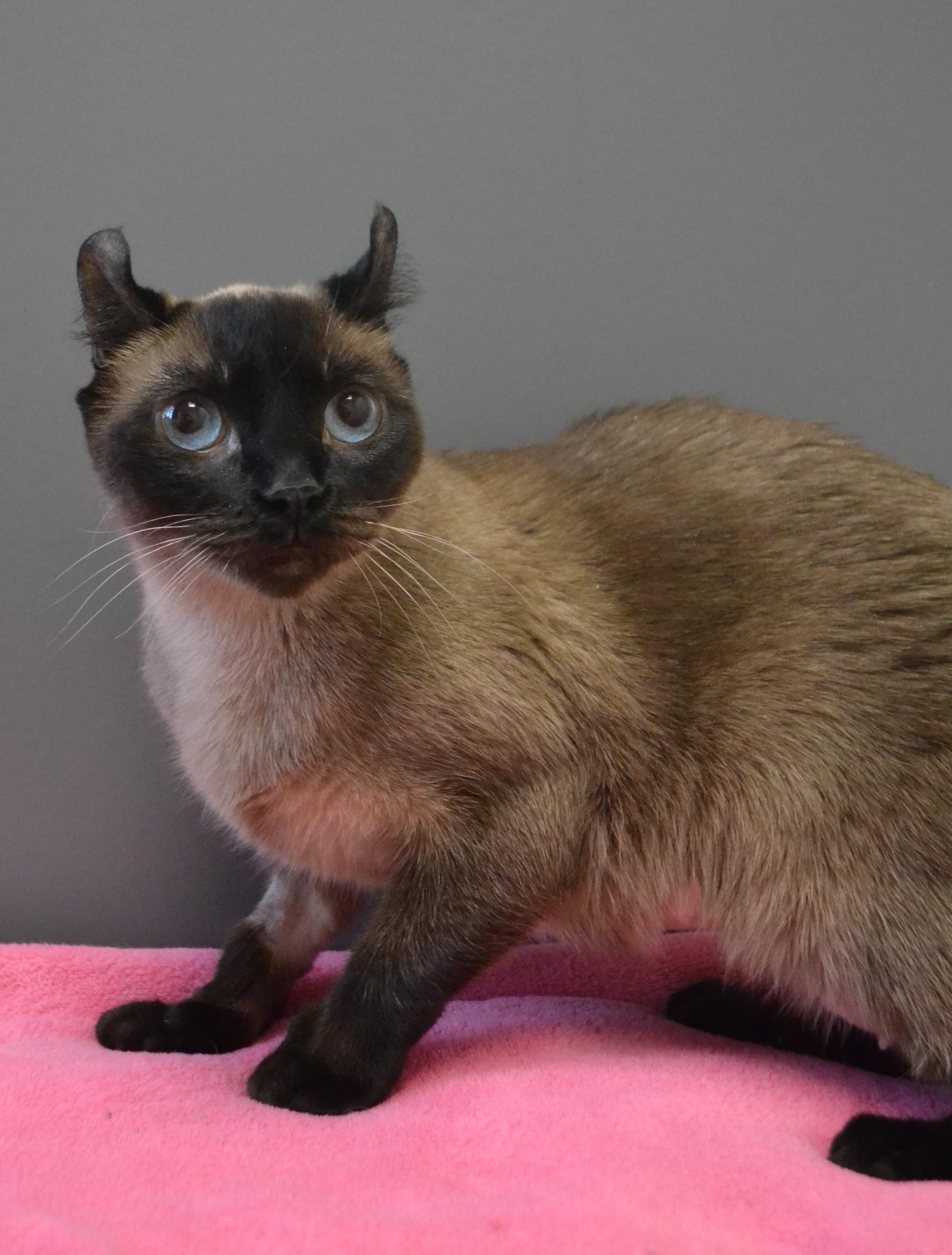 Enlarge Kata, an adopted Extra-Toes Cat / Hemingway Polydactyl in Anjou, QC image 2/3