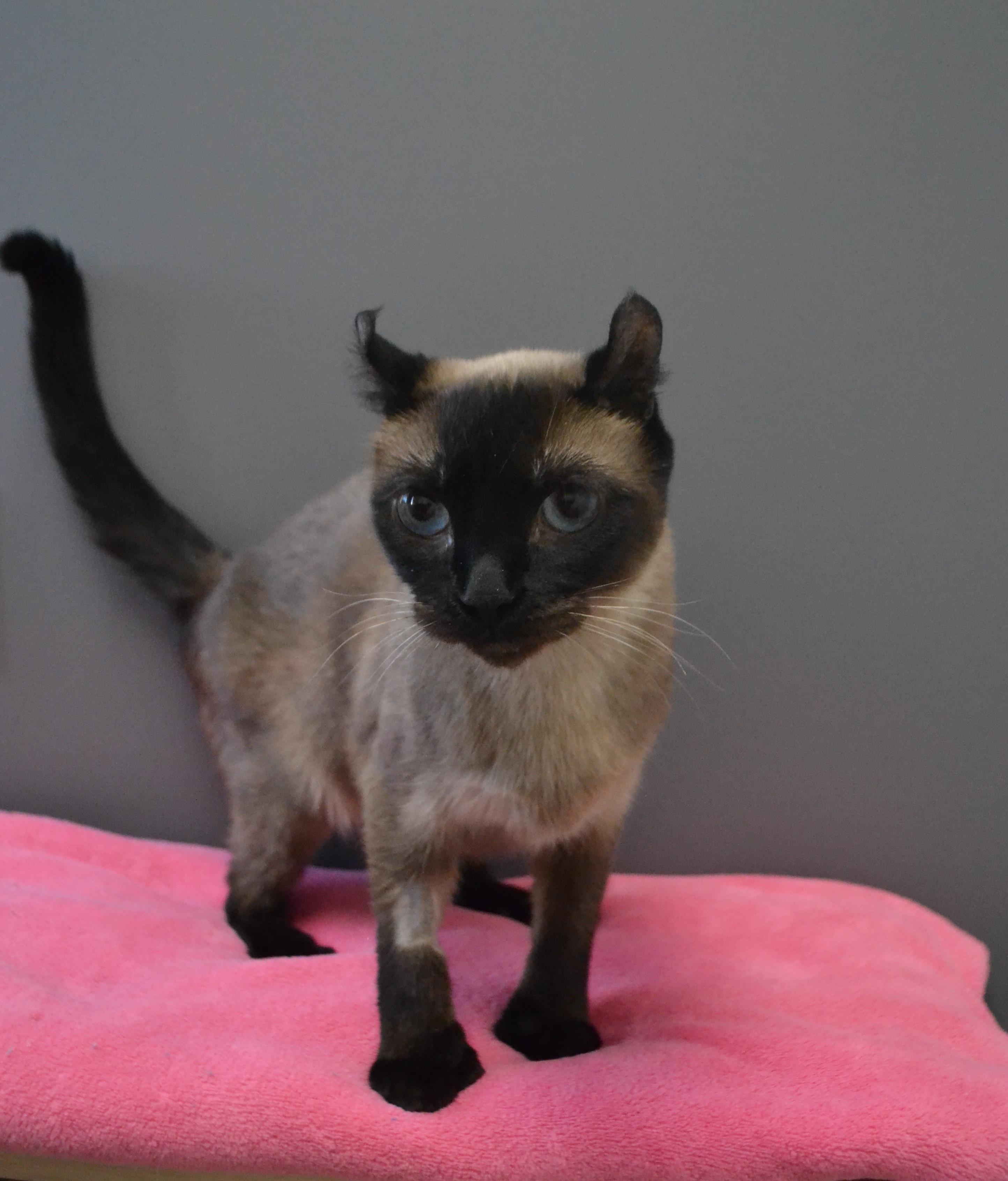 Enlarge Kata, an adopted Extra-Toes Cat / Hemingway Polydactyl in Anjou, QC image 3/3