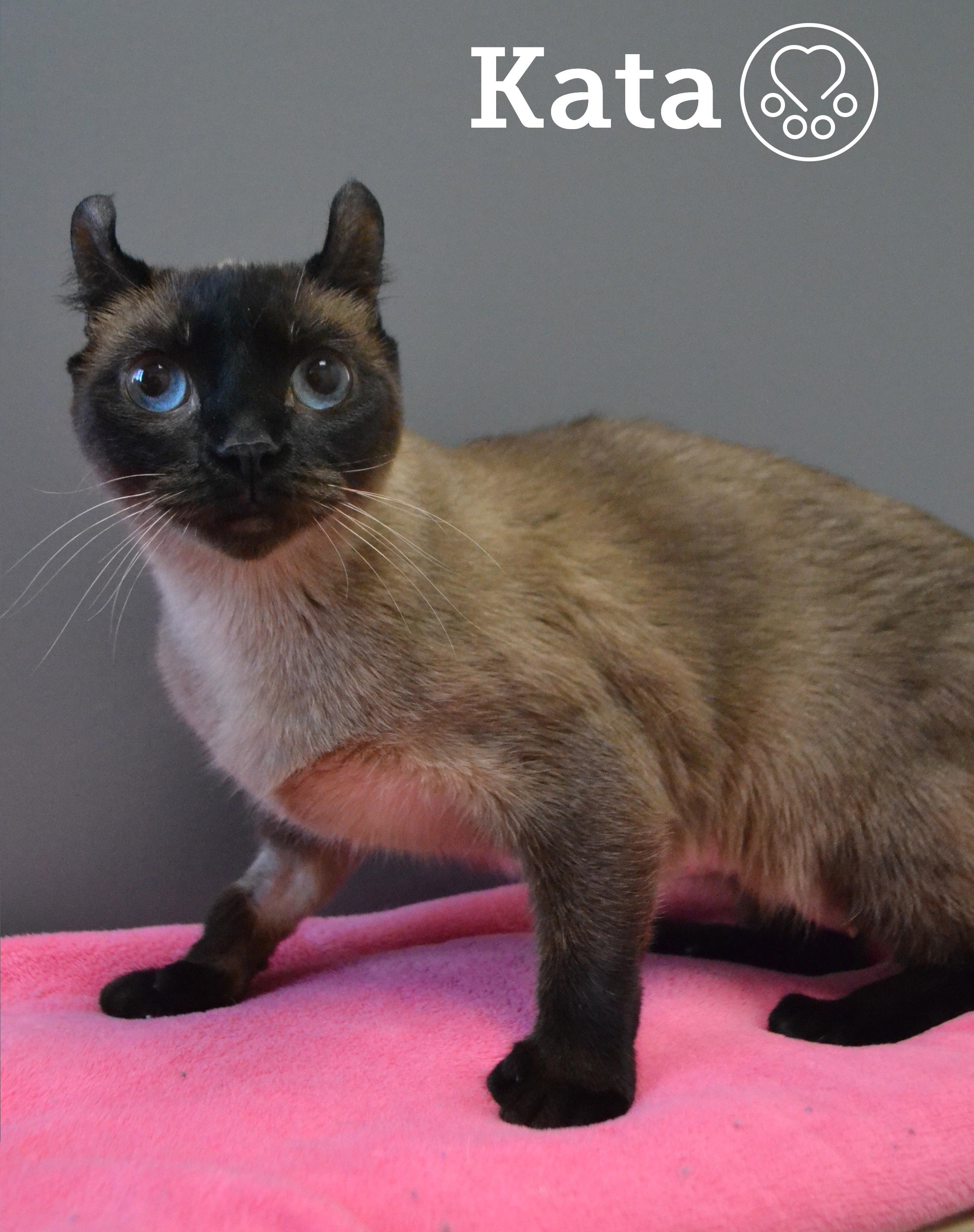 Enlarge Kata, an adopted Extra-Toes Cat / Hemingway Polydactyl in Anjou, QC image 1/3