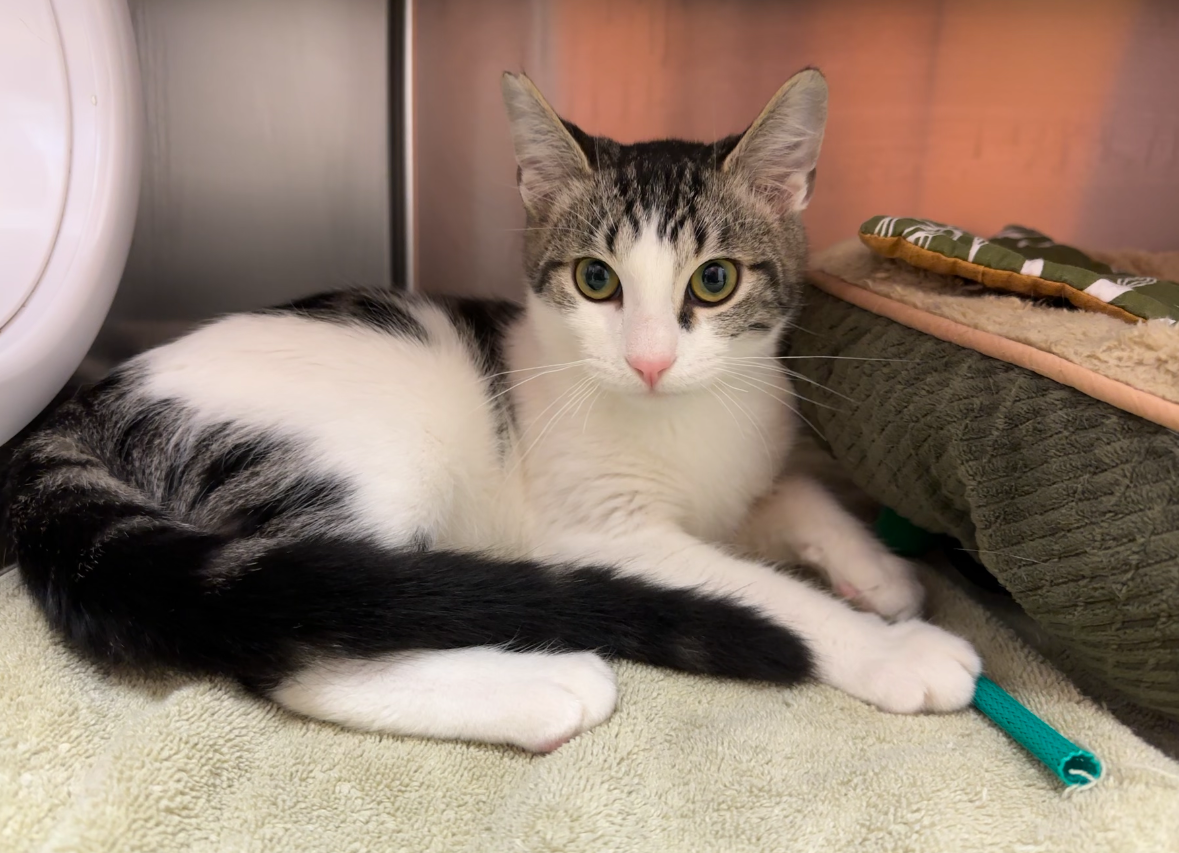 Cat for adoption Mercer, a Domestic Short Hair in Mission Viejo, CA