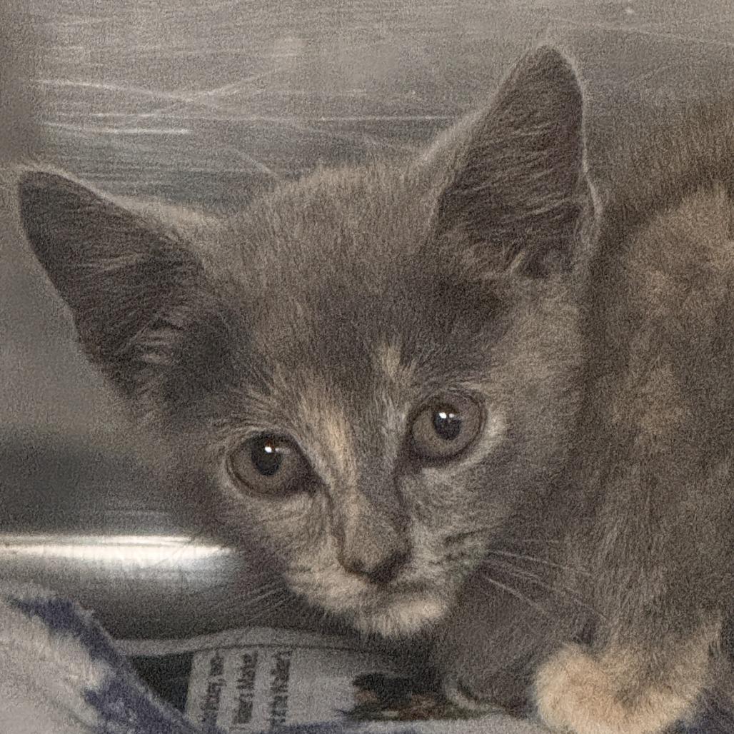 Enlarge Kanab, a Adoptable Domestic Short Hair in Marion, VA image 1/1