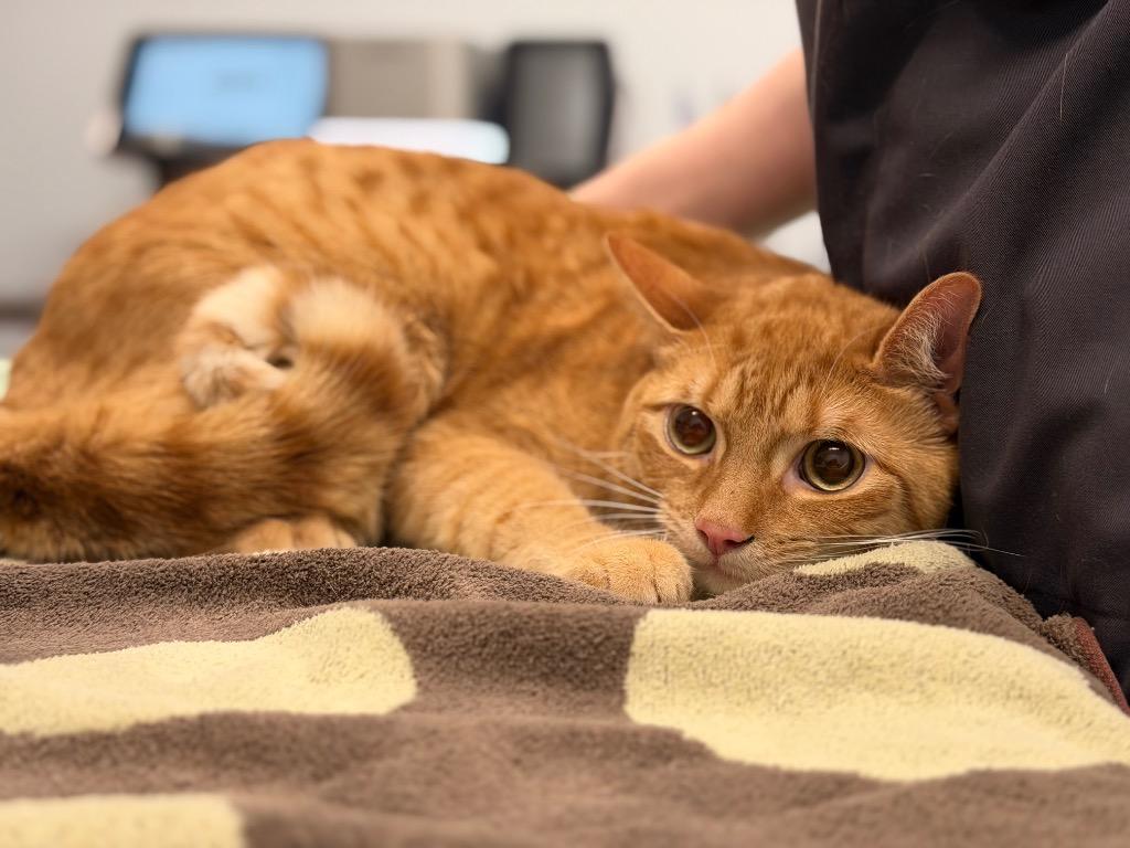 Corvette, Adoptable, Young Male Domestic Short Hair.