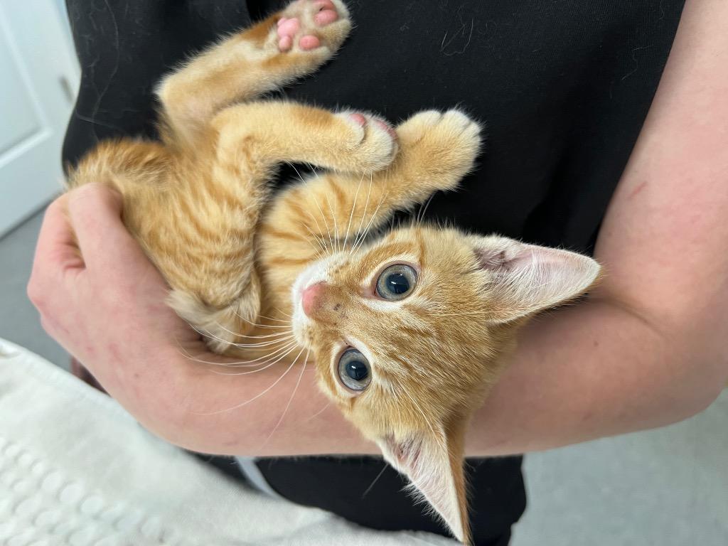 Enlarge Corvette, a Adoptable mixed breed in Raleigh, NC image 2/2