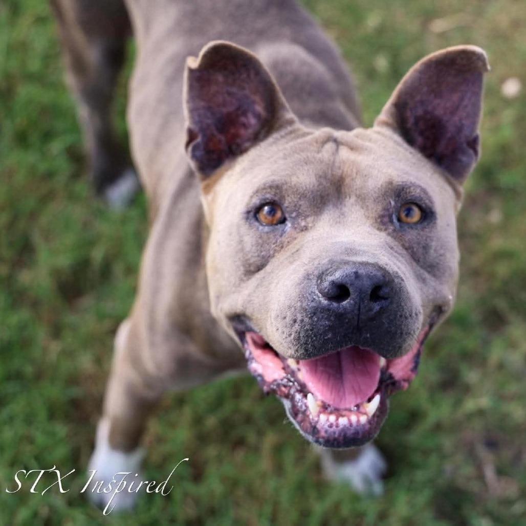 Chockey AKA Rocky, Adoptable, Senior Male Mixed Breed.
