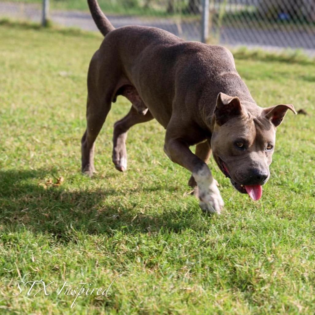 Chockey AKA Rocky, a Adoptable Mixed Breed in Frederiksted, VI image 2/4