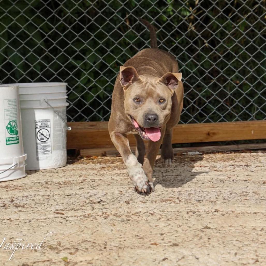 Chockey AKA Rocky, a Adoptable Mixed Breed in Frederiksted, VI image 3/4