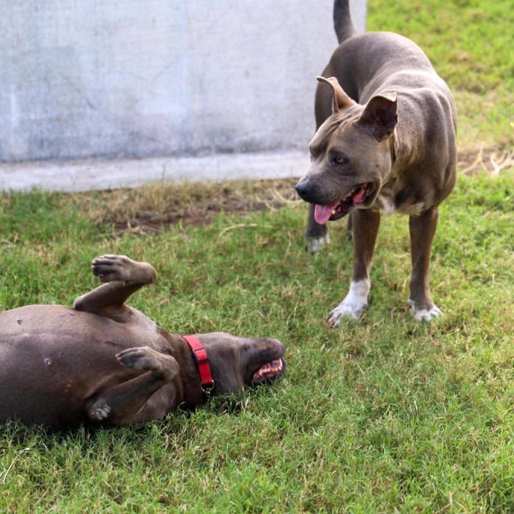 Chockey AKA Rocky, a Adoptable Mixed Breed in Frederiksted, VI image 4/4