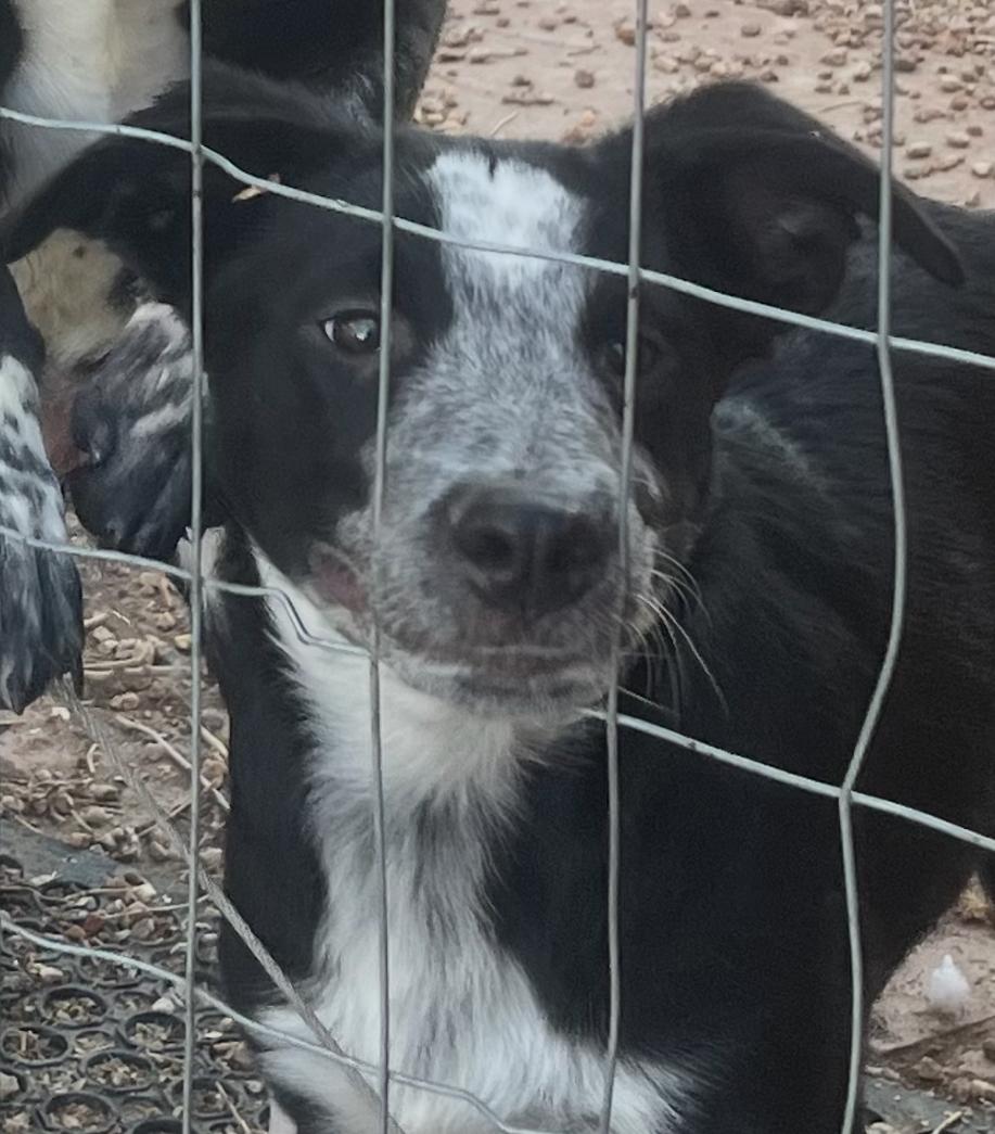 Toby, Adoptable, Puppy Male Australian Cattle Dog / Blue Heeler.