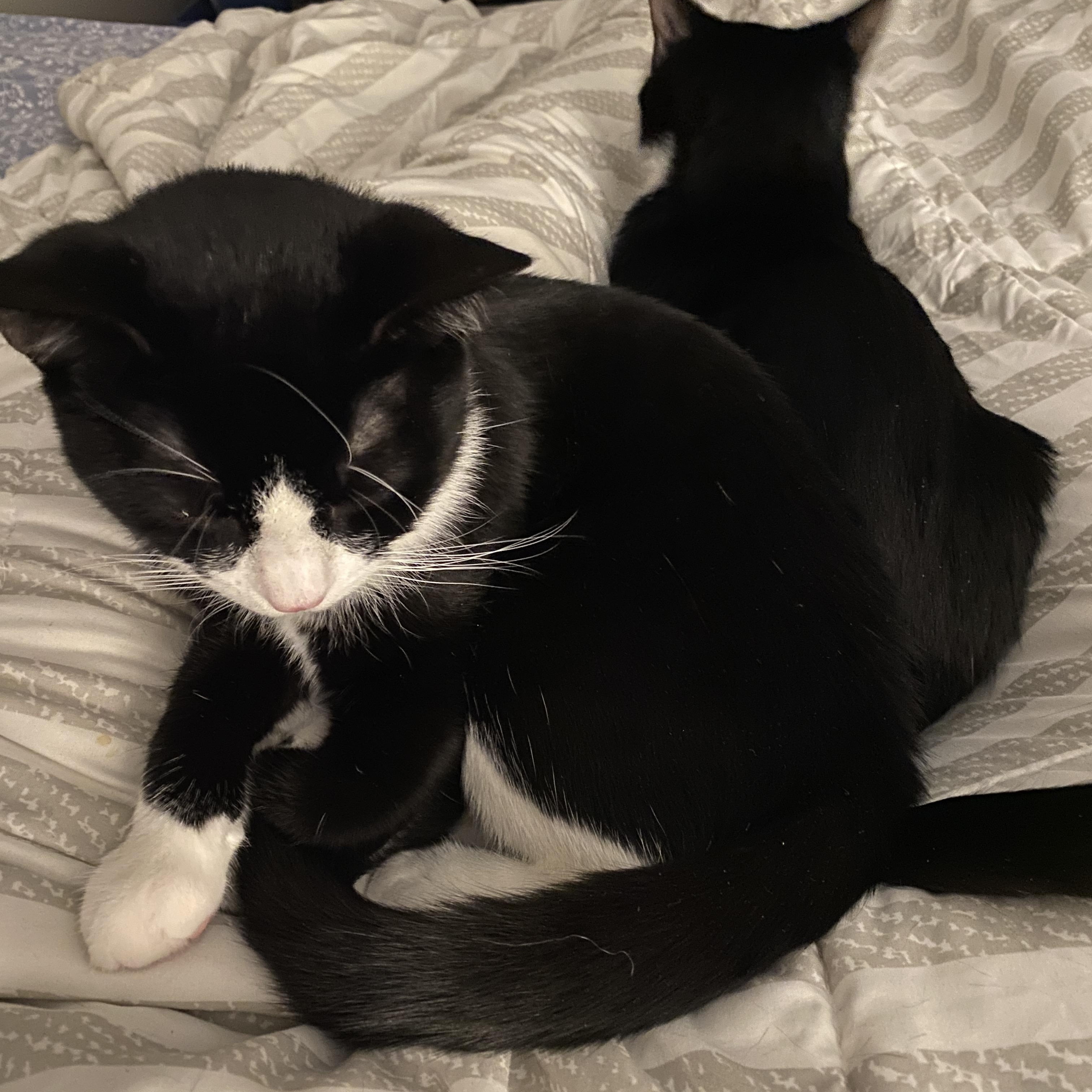 Enlarge FEDEX & UPS, a Adoptable Domestic Short Hair in Kennebunk , ME image 3/6