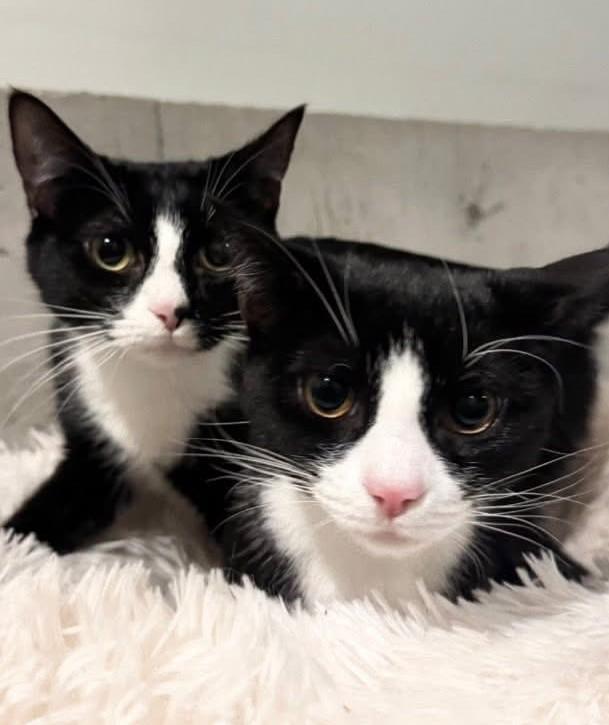 Enlarge FEDEX & UPS, a Adoptable Domestic Short Hair in Kennebunk , ME image 1/6