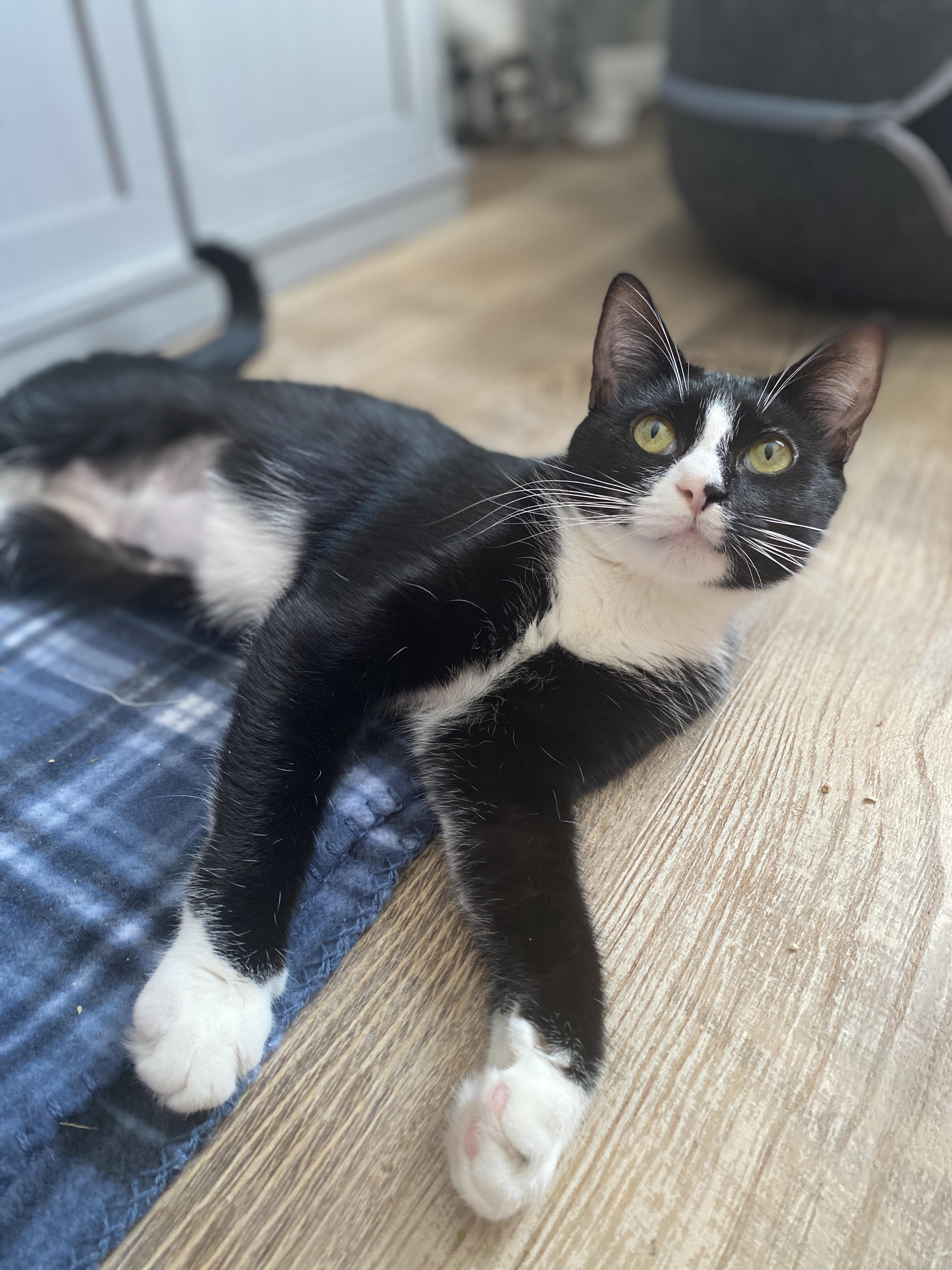 Enlarge FEDEX & UPS, a Adoptable Domestic Short Hair in Kennebunk , ME image 4/6