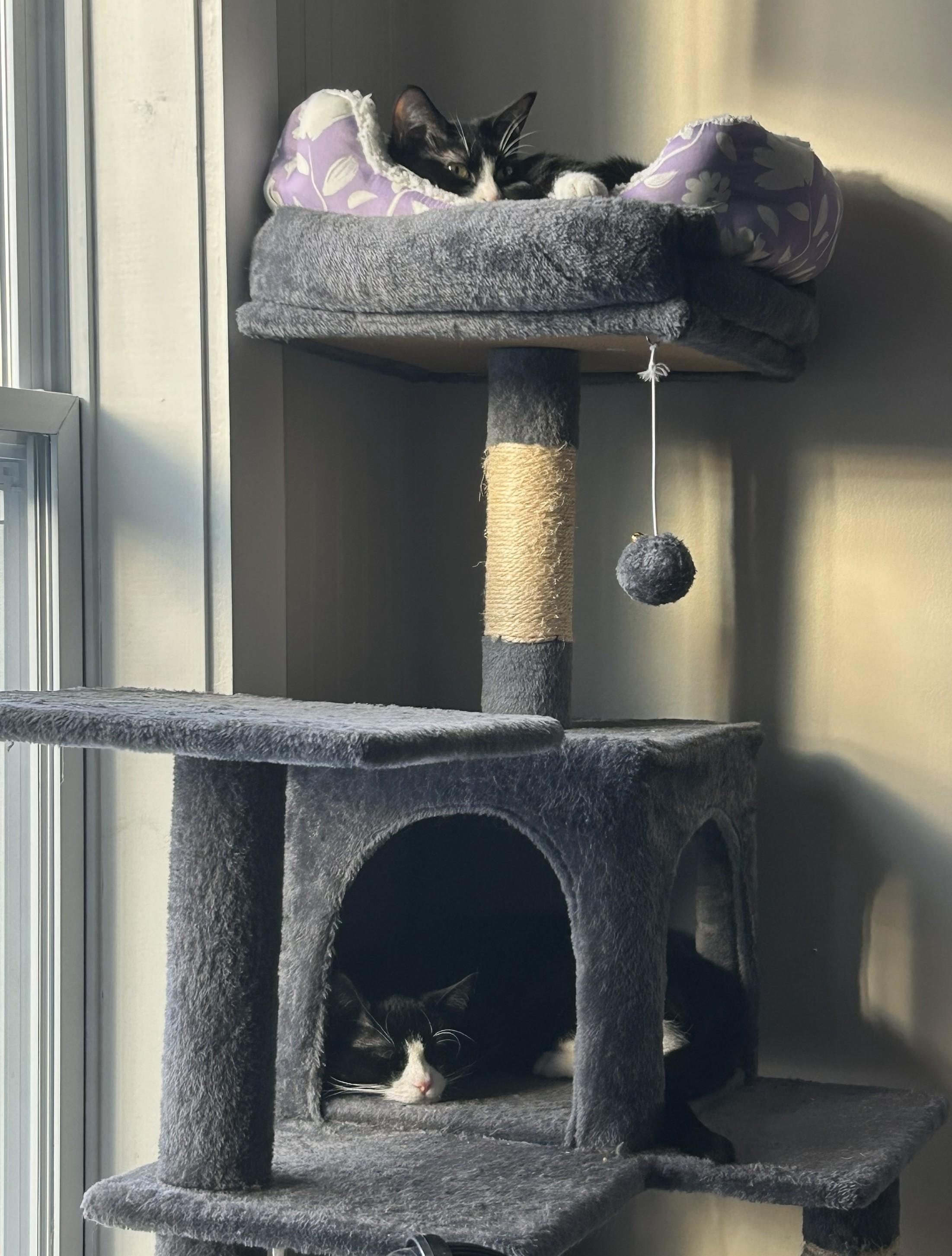 Enlarge FEDEX & UPS, a Adoptable Domestic Short Hair in Kennebunk , ME image 2/6