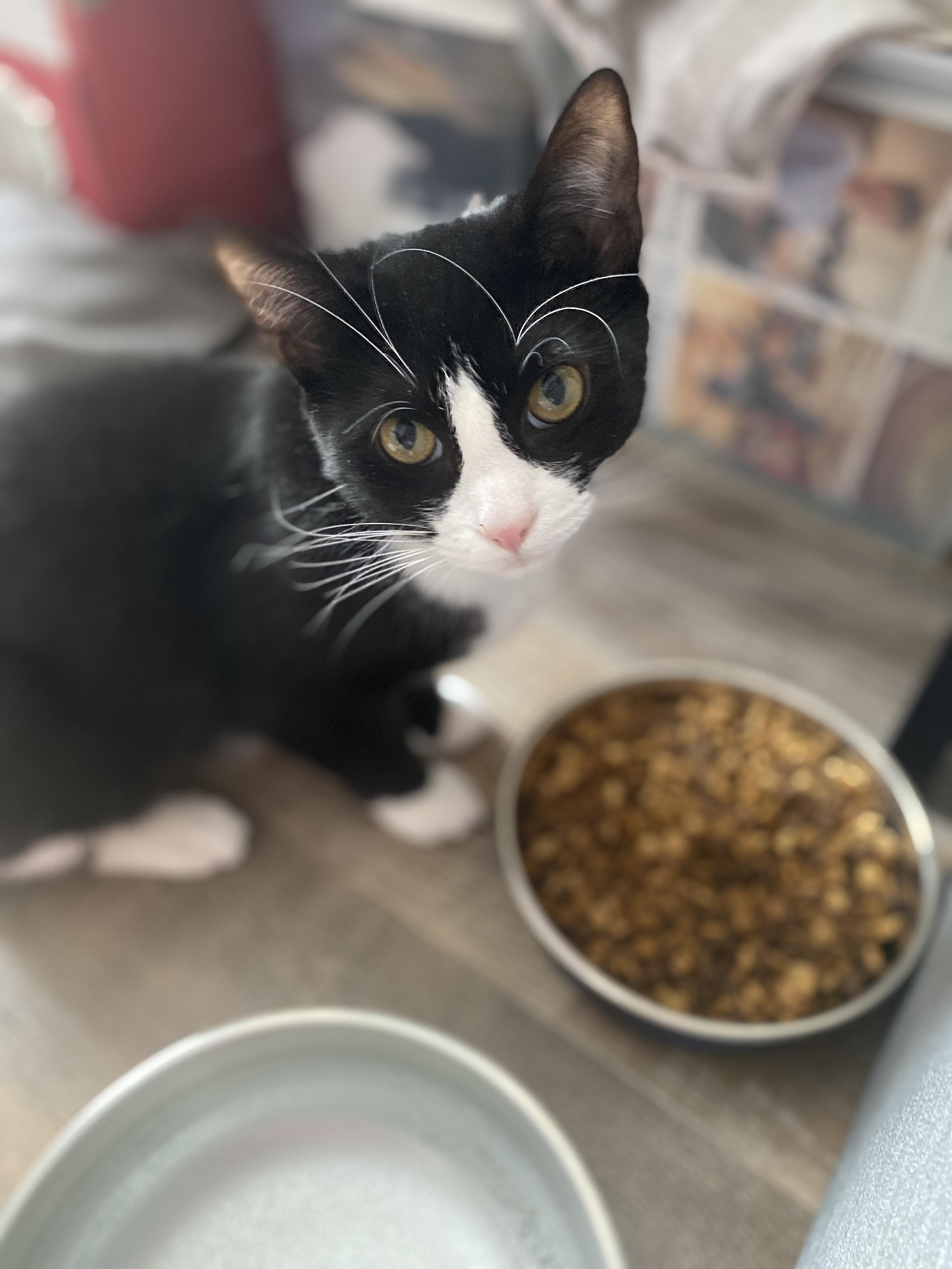 Enlarge FEDEX & UPS, a Adoptable Domestic Short Hair in Kennebunk , ME image 6/6