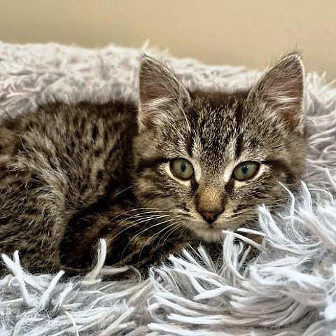 Ridge, ADOPTABLE, Kitten Male Tabby.