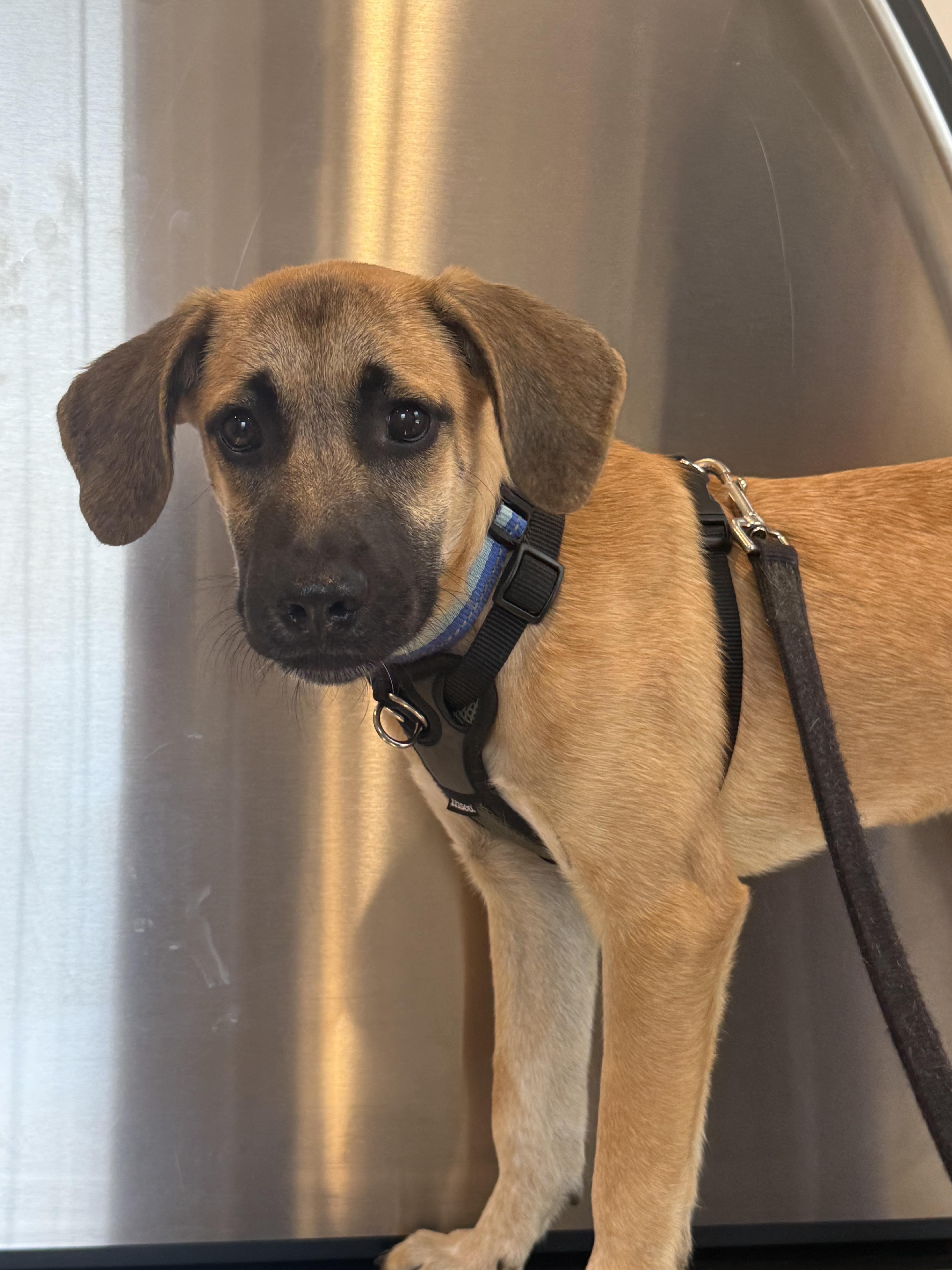 Indy, Adoptable, Puppy Male Labrador Retriever.