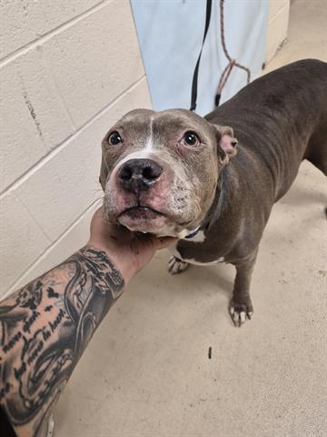 LEIA, Adoptable, Adult Female Pit Bull Terrier.