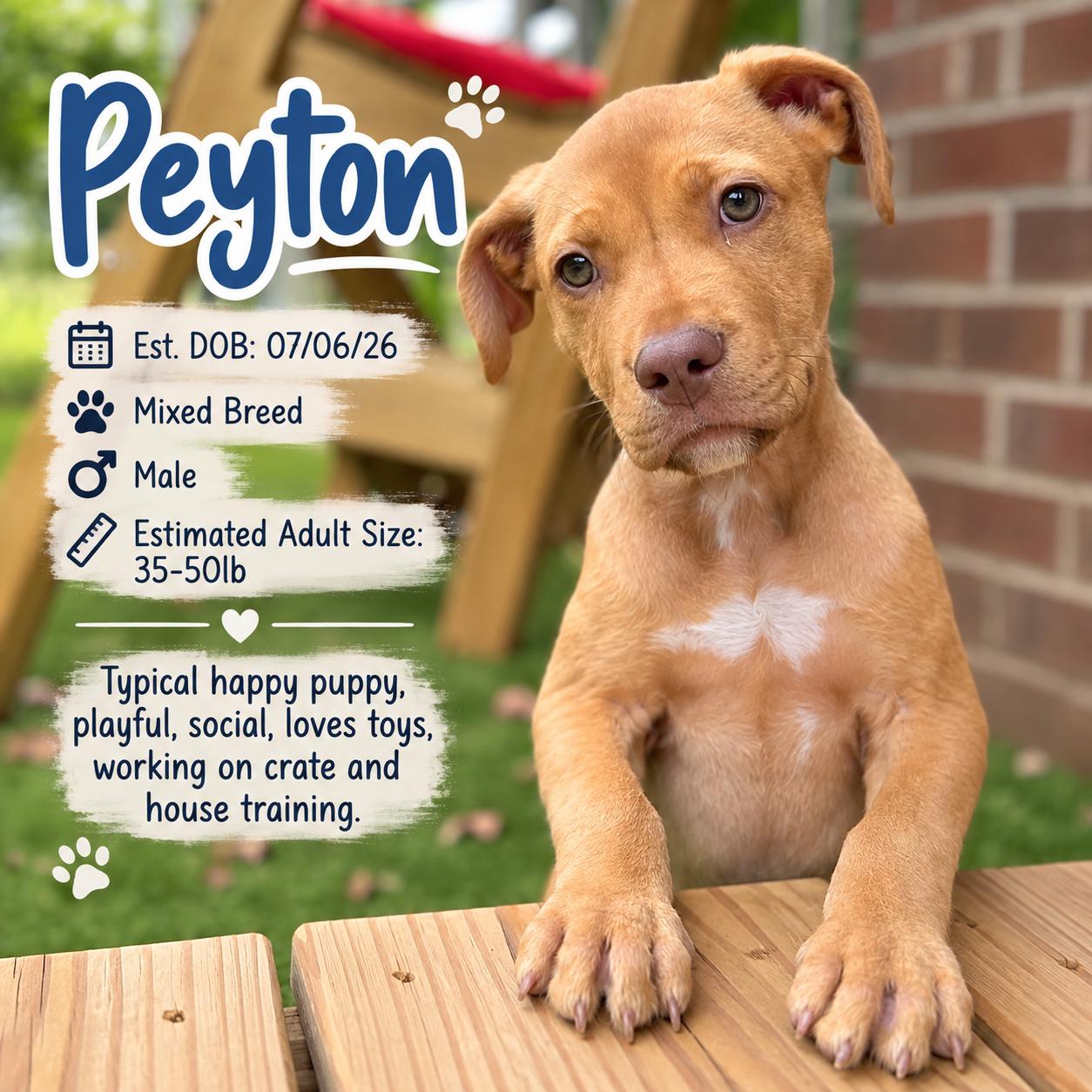 Enlarge PEYTON, a Adoptable mixed breed in Evans, GA image 1/6