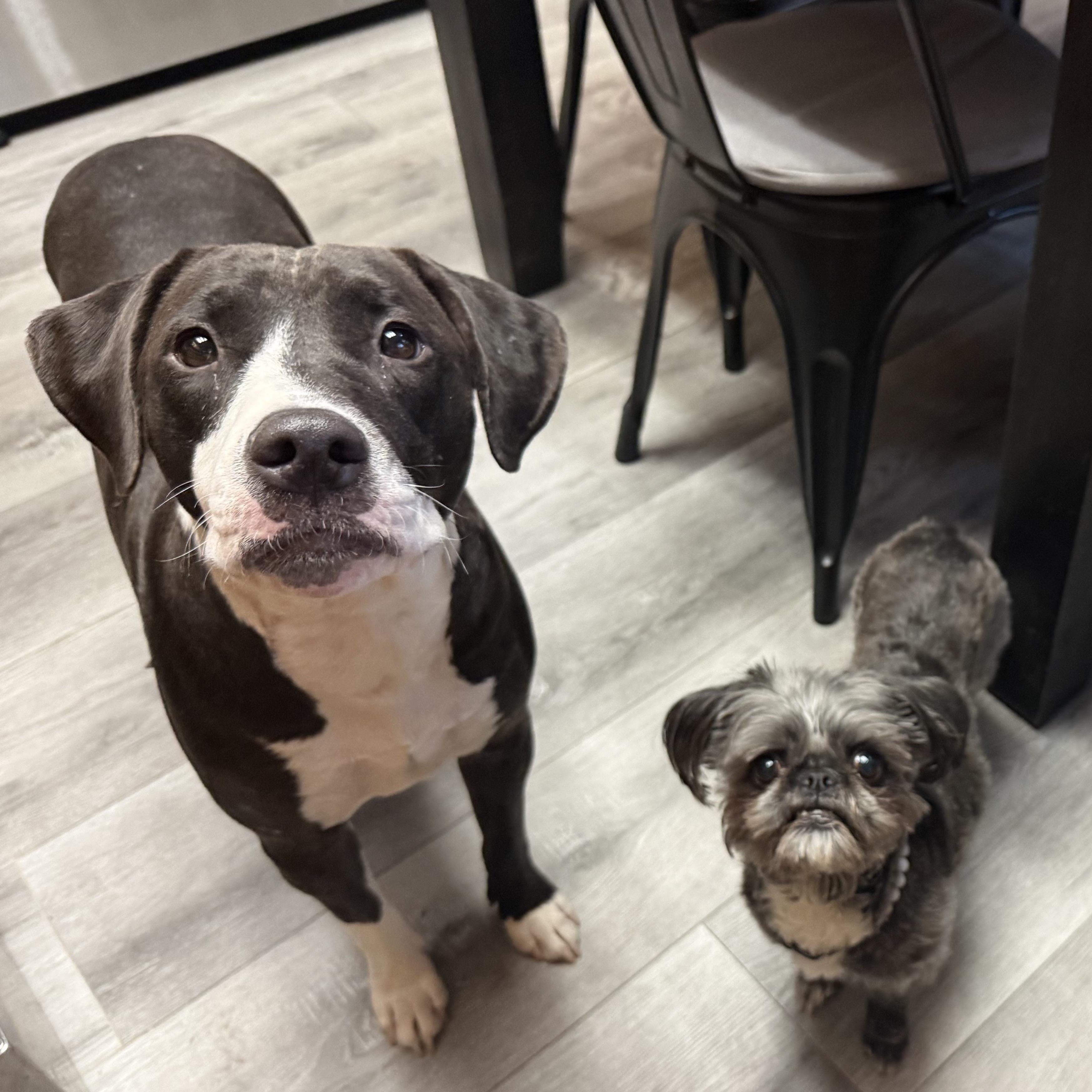 Honey Bun, an adopted mixed breed in Los Angeles, CA image 2/5