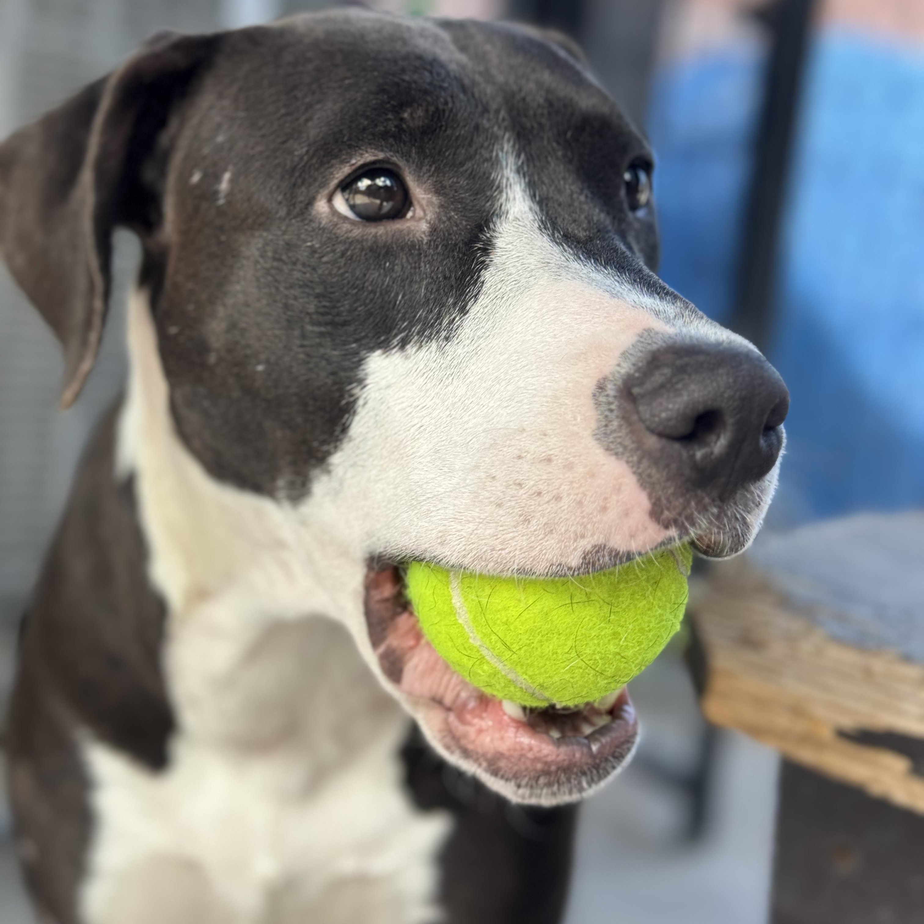 Honey Bun, an adopted mixed breed in Los Angeles, CA image 4/5
