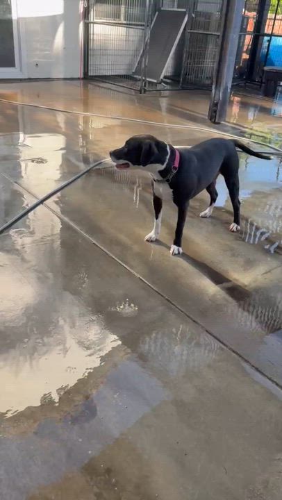 Enlarge Honey Bun, an adopted mixed breed in Los Angeles, CA video 5/5