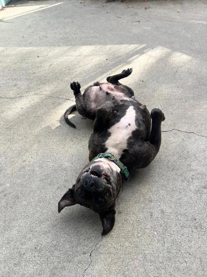 Satchel, Adoptable, Senior Female Mixed Breed & Mixed Breed.