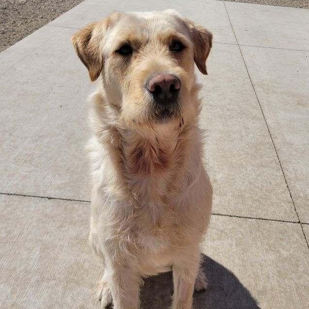 Diego, an adopted mixed breed in Spencer, IA image 2/3