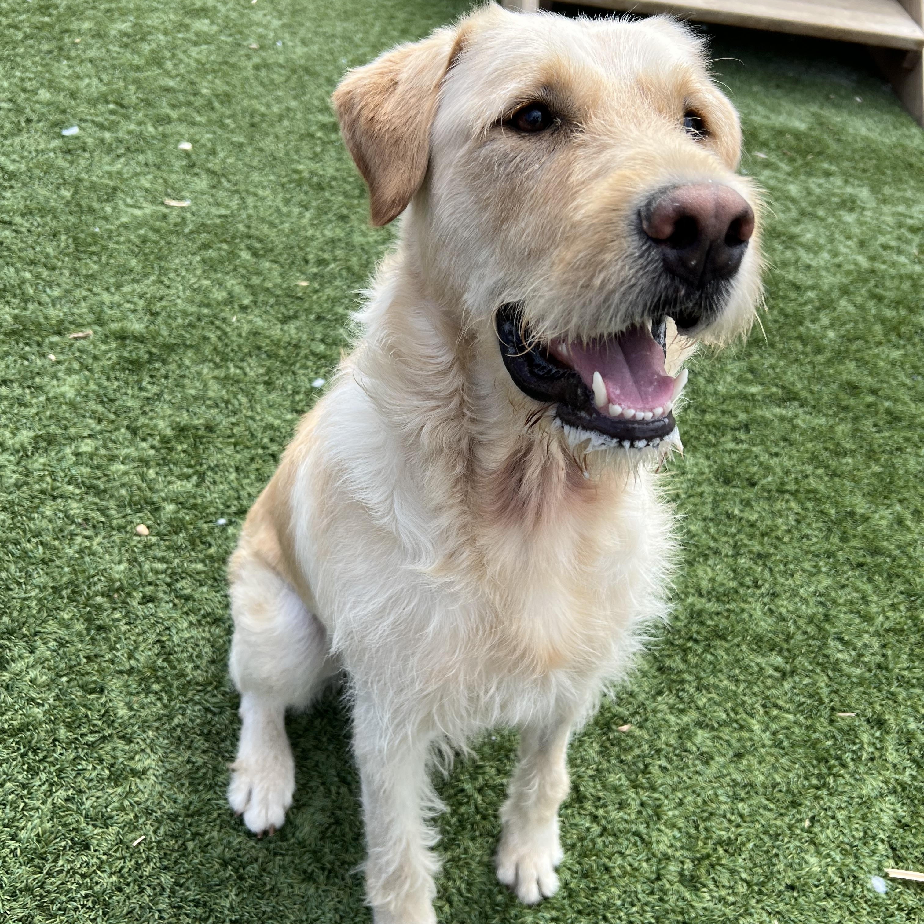 Diego, adopted, Young Male Labrador Retriever.