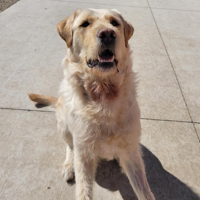 Diego, an adopted mixed breed in Spencer, IA image 3/3