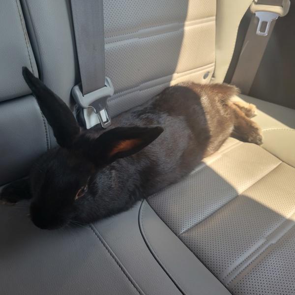 Hippety -- Bonded Buddy With Hop photo