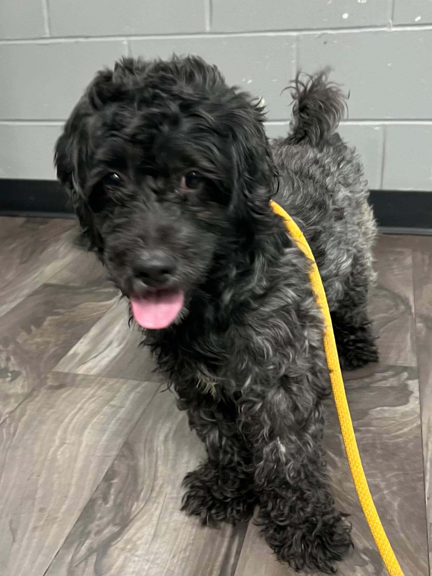 Storm, adopted, Young Male Poodle.